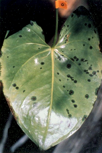 bacterial blight appears on anthurium