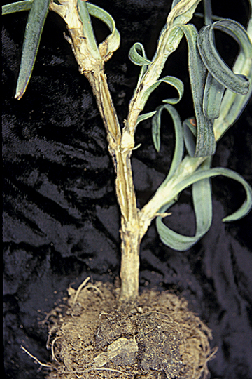 Fairy Ring Leaf Spot Disease Carnation Carnation Dianthus Caryophyllus Fusarium Wilt Agro