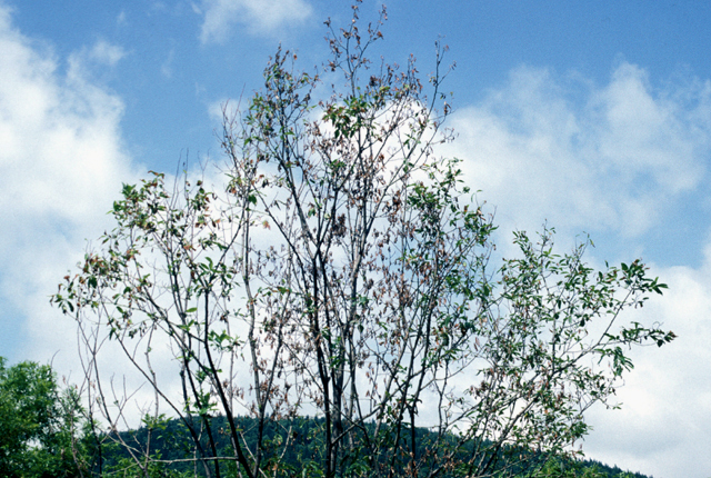 Bacterial wilt and dieback