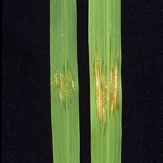 a historical review of bacterial blight of rice.