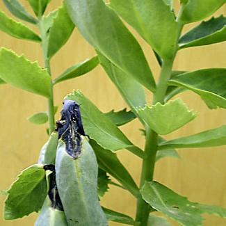 sedum blight bacterial